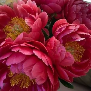 Meet your Posher, Donna